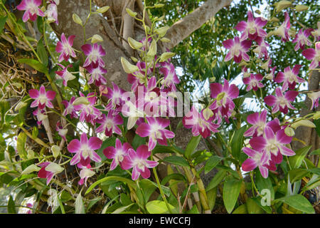 Bella dendrobium orchidee in Chiang Rai, Thailandia Foto Stock