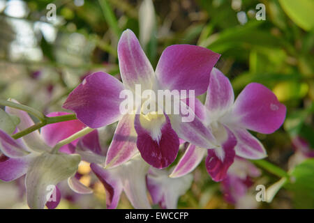 Bella dendrobium orchidee in Chiang Rai, Thailandia Foto Stock
