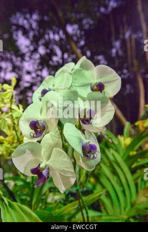 Splendide orchidee in Chiang Rai, Thailandia Foto Stock