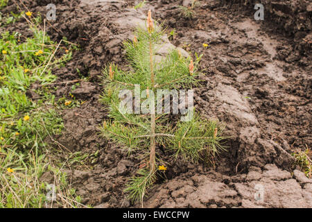 Appena piantato un anno vecchio pino Vivaio Coltivazione in suolo della foresta. Foto Stock