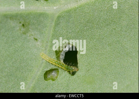 Appena schiuse il cavolo bianco (piccoli e bianchi) farfalla caterpillar di broccolo Foto Stock