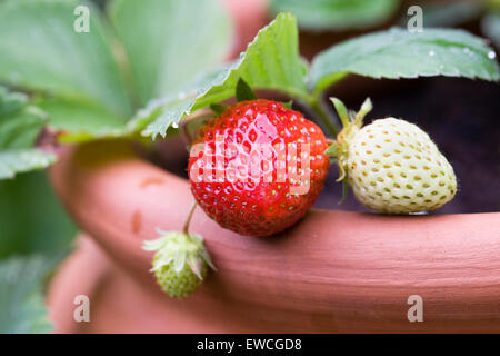 Fragole crescere in un vaso in terracotta. Foto Stock