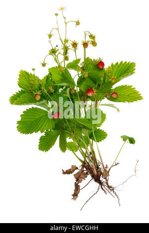 Bacche radici e foglie di una boccola di estate fragola selvatica minimalista concetto macro. Isolato su bianco Foto Stock