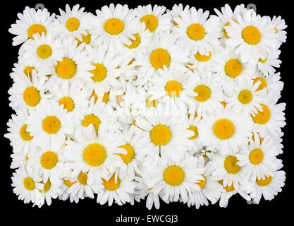 Quadrato tragico funerale asola da bianche margherite fiori. Isolato su nero Foto Stock