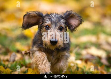 Wire-haired Bassotto in miniatura in esecuzione su foglie di autunno Foto Stock