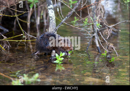 Acqua Vole Arvicola amphibius Teesdale North Pennines County Durham Regno Unito Foto Stock