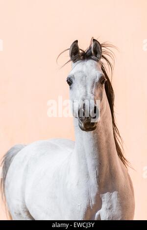 Arabian Horse. Ritratto di stallone grigio. Egitto Foto Stock