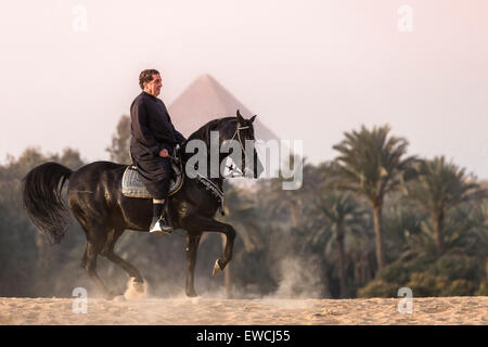 Arabian Horse. Uomo sulla baia stallone eseguendo un Piaffe davanti alle Piramidi di Giza nel deserto. Egitto Foto Stock