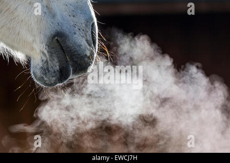Puro Cavallo Spagnolo andaluso. Close-up di narici mostra soffio caldo. Germania Foto Stock