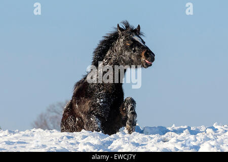Il tedesco cavalcare pony. Senior mare rotolamento in neve. Germania Foto Stock
