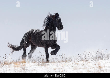 Frisone cavallo trotto su un pascolo innevato. Germania Foto Stock