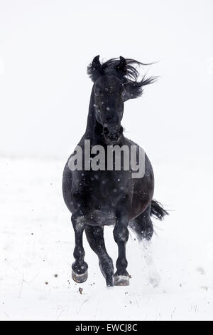 Cavallo Murgese, Murghese. Nero castrazione al galoppo su un pascolo innevato. Germania Foto Stock