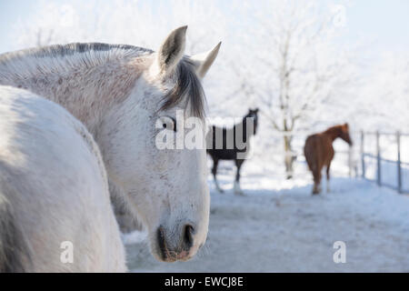 Puro Cavallo Spagnolo andaluso. Grigio mare con altri cavalli in un paddock innevati. Germania Foto Stock