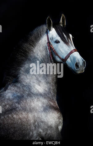 Puro Cavallo Spagnolo andaluso. Ritratto di colline punteggiano grigio mare visto contro uno sfondo nero. Germania Foto Stock