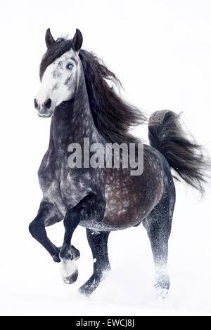 Puro Cavallo Spagnolo andaluso. Colline punteggiano stallone grigio trotto su un pascolo innevato. Germania Foto Stock