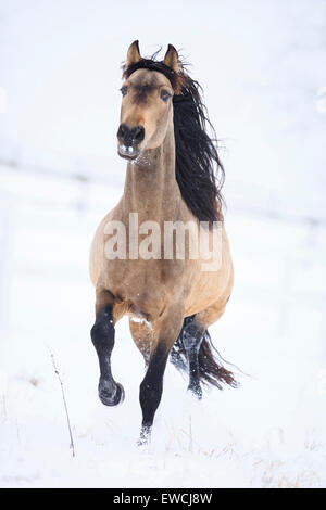 Puro Cavallo Spagnolo andaluso. Dun stallone al galoppo su un pascolo innevato. Germania Foto Stock