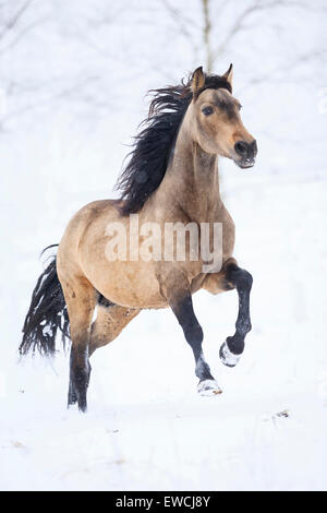 Puro Cavallo Spagnolo andaluso. Dun stallone al galoppo su un pascolo innevato. Germania Foto Stock