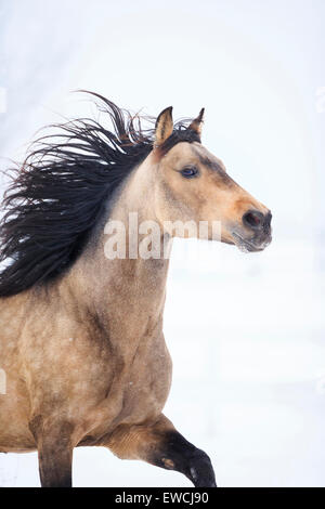 Puro Cavallo Spagnolo andaluso. Dun stallone al galoppo su un pascolo innevato. Germania Foto Stock