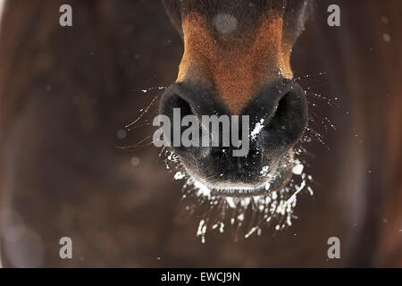 Cavalli domestici. La neve sul mout e narici di una baia a cavallo. Germania Foto Stock