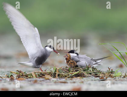 Jiujiang, la Cina della provincia di Jiangxi. Il 22 giugno, 2015. Un mignattino piombato alimenta la sua nidiata al Lago Saicheng zone umide in Jiujiang, Cina orientale della provincia di Jiangxi, 22 giugno 2015. © Shen Junfeng/Xinhua/Alamy Live News Foto Stock