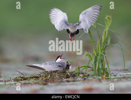 Jiujiang, la Cina della provincia di Jiangxi. Il 22 giugno, 2015. Un mignattino piombato alimenta la sua nidiata al Lago Saicheng zone umide in Jiujiang, Cina orientale della provincia di Jiangxi, 22 giugno 2015. © Shen Junfeng/Xinhua/Alamy Live News Foto Stock