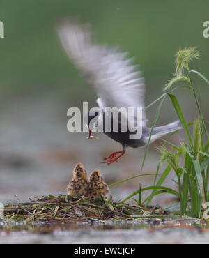 Jiujiang, la Cina della provincia di Jiangxi. Il 22 giugno, 2015. Un mignattino piombato alimenta la sua nidiata al Lago Saicheng zone umide in Jiujiang, Cina orientale della provincia di Jiangxi, 22 giugno 2015. © Shen Junfeng/Xinhua/Alamy Live News Foto Stock