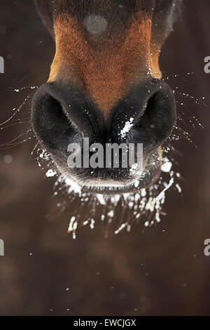 Cavalli domestici. La neve sul mout e narici di una baia a cavallo. Germania Foto Stock