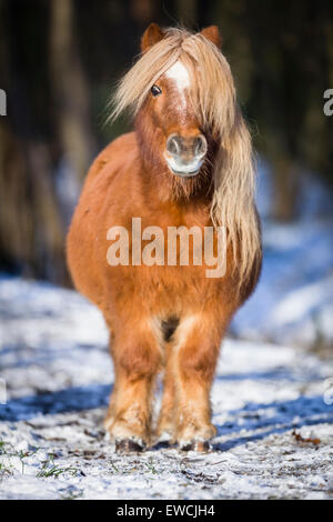 Pony Shetland. Chestnut castrazione permanente sulla neve. Germania Foto Stock