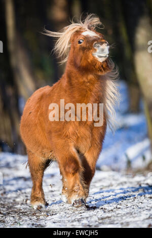 Pony Shetland. Chestnut castrazione permanente sulla neve durante la visualizzazione. Germania Foto Stock