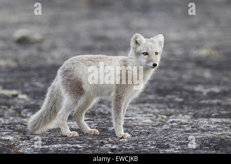 Arctic Fox (Alopex lagopus). Adulti in sumer ricoprire, in piedi. Svalbard Foto Stock