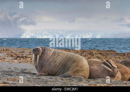 Tricheco (Odobenus rosmarus). I maschi adulti in appoggio su una spiaggia. Svalbard Foto Stock