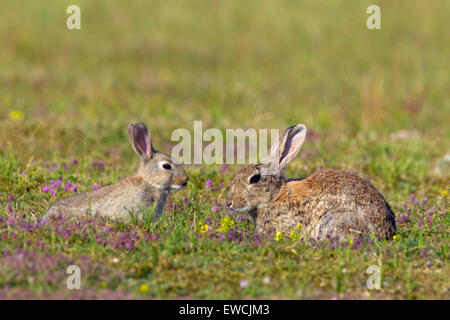 Coniglio europeo (oryctolagus cuniculus). Adulti con i giovani sull'erba. Svezia Foto Stock