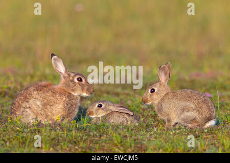 Coniglio europeo (oryctolagus cuniculus). Adulti con i giovani sull'erba. Svezia Foto Stock