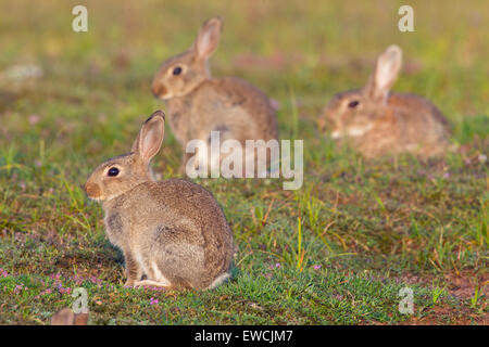 Coniglio europeo (oryctolagus cuniculus). Adulti con i giovani sull'erba. Svezia Foto Stock