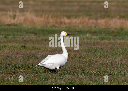 Bewick's Swan, Tundra Swan (Cygnus bewickii, Cygnus columbianus bewickii) in piedi su un prato. Germania Foto Stock