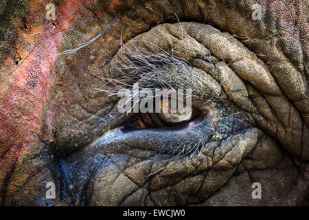 Elefante asiatico (Elephas maximus indicus). Close-up dell'occhio. India Foto Stock