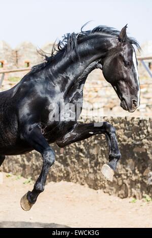 Marwari Horse. Stallone Blaxk jumping in un paddock. Rajasthan, India Foto Stock