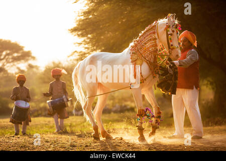 Marwari Horse. Bianco dominante il mare di eseguire un Piaffe durante un tradizionale danza del cavallo. Rajasthan, India Foto Stock