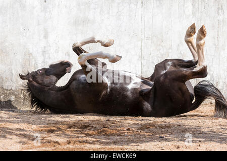 Marwari Horse. Stallone nero rotolamento in un paddock. Rajasthan, India Foto Stock