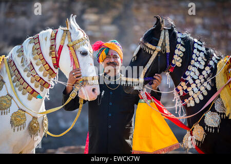 Marwari Horse. Coppia di gusto cavalli danzanti con orgoglioso proprietario. Rajasthan, India Foto Stock