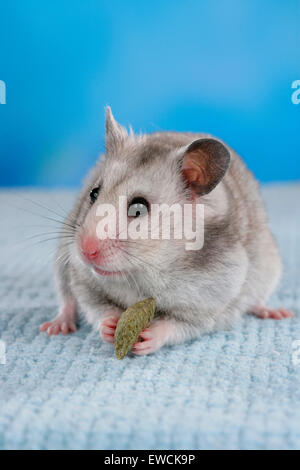 Criceto dorato, Pet di criceto (mesocricetus auratus). Adulto di mangiare. Studio Immagine contro uno sfondo blu. Germania Foto Stock