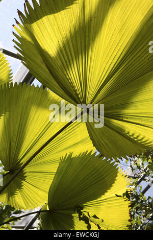 L'Europa, Germania, foglie della ventola increspato palm (Licuala grandis) presso il giardino botanico di Bochum. Foto Stock