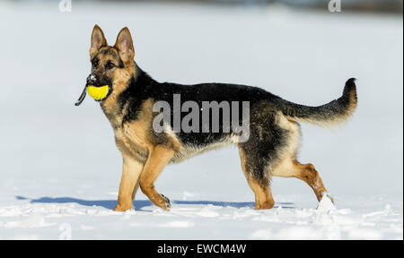 Pastore Tedesco, alsaziano. Cane adulto permanente sulla neve mentre trasporta una sfera nel suo muso. Germania Foto Stock