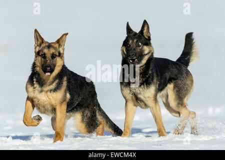 Pastore Tedesco, alsaziano. Due adulti giocando sulla neve. Germania Foto Stock