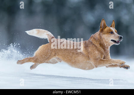 Miniature pinscher. Cane adulto in esecuzione sulla neve. Germania Foto Stock