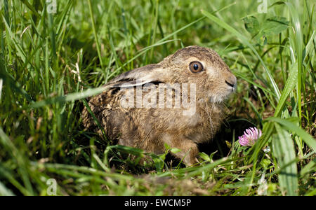 Unione Brown lepre (Lepus europaeus). Timida leveret su un prato. Germania Foto Stock