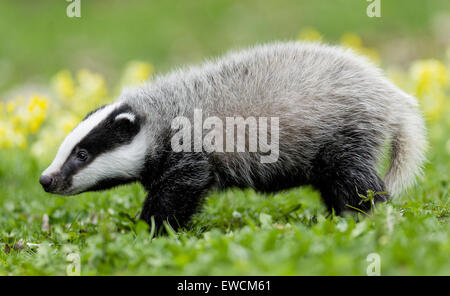 Europea (Badger Meles meles). I giovani a piedi, visto da lato a. Germania Foto Stock