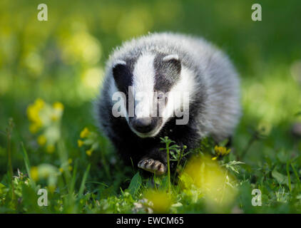 Europea (Badger Meles meles). I giovani a piedi, visto testa-a. Germania Foto Stock