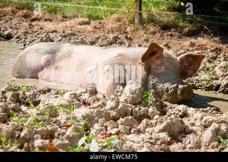 Suini domestici di dormire in un sguazzi. Germania Foto Stock