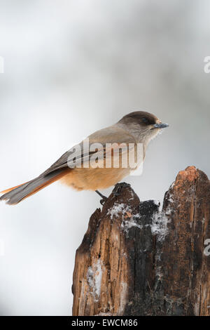 Close-up side shot Siberian Jay sul pezzo di legno con sfocato sfondo innevato Foto Stock